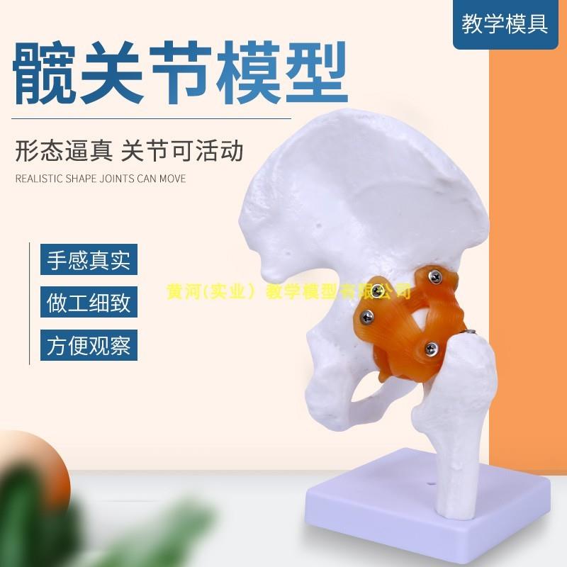 人体髋关节模型1比1比例骨科正骨推H拿理疗展示模型医用教学教具