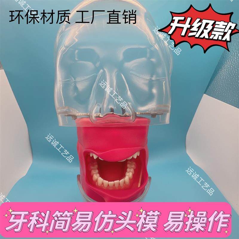 牙科仿真简d易头模树脂可拆卸牙齿备牙修头模口腔教学模型工厂直