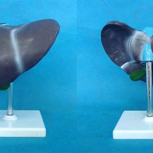 人体自然肝解剖模型器官F解剖医用教学标本讲解
