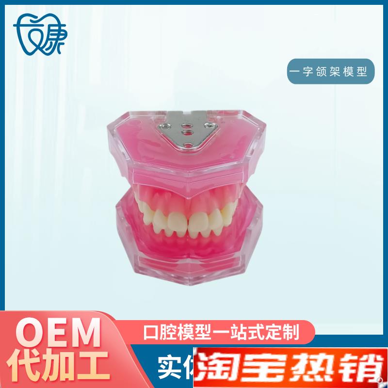 28拔牙模型人体牙齿结构解剖模型口腔牙模N具仿真牙科教学牙模型