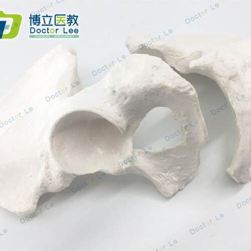 人体骨骼散f骨模型骨架标本模型美术医学艺用疼痛骨科髋骨模型