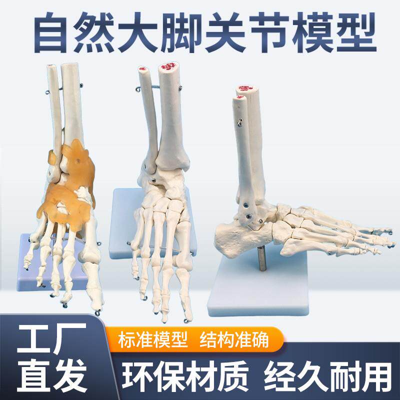 1:1脚关节模型脚部骨骼模型足关节足骨脚骨模U型脚部解剖结构
