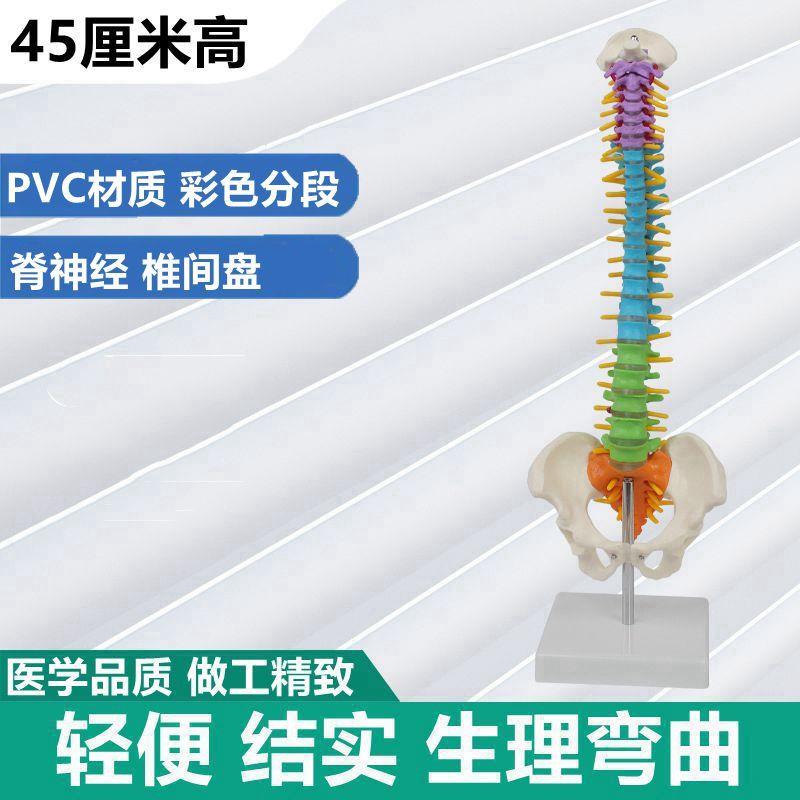 45厘米高脊柱模型彩色脊椎骨盆腿骨便携式N健身瑜伽培训用正骨推