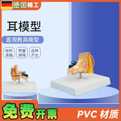 德国】PNT-06701耳模型1部件仿真人耳耳朵模型人X体耳朵解剖模