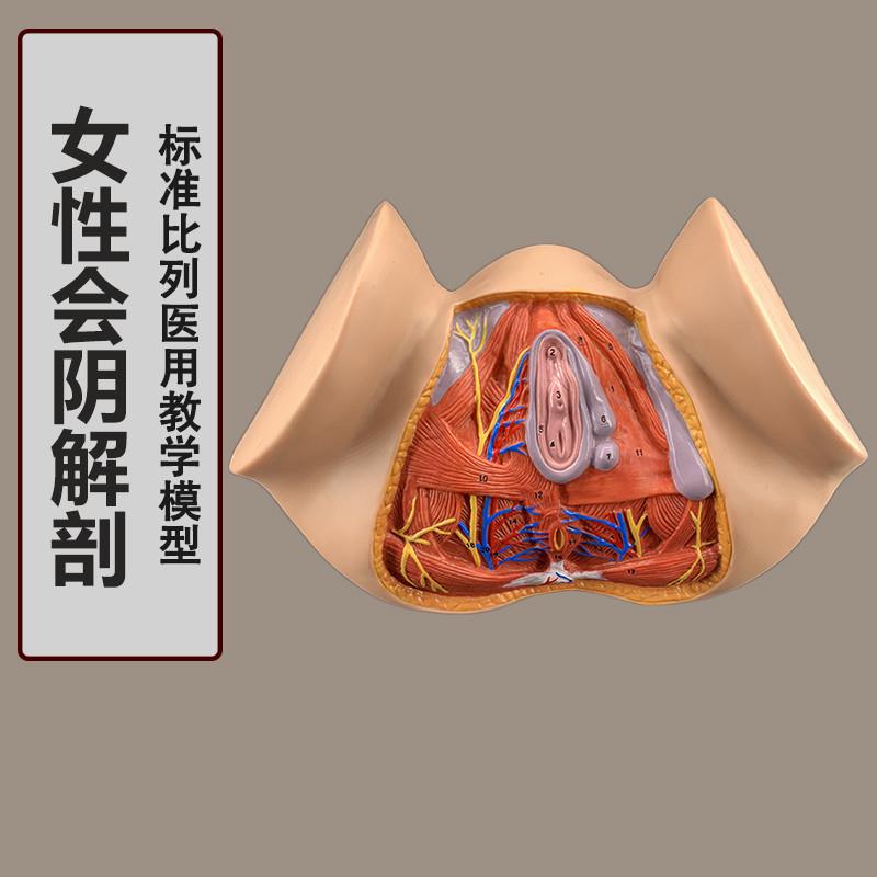 女性会阴模型会阴解剖模型妇科解剖模型女N性生殖器官解剖模型