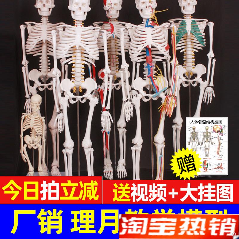 人体骨骼模型骨架j小白全身脊椎仿真医学结构解剖骷髅脊柱儿童玩