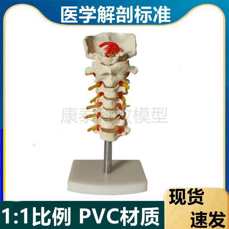 人体颈椎模型血管神经椎间盘小脑肌肉肋I骨脑干临床骨科医用颈动