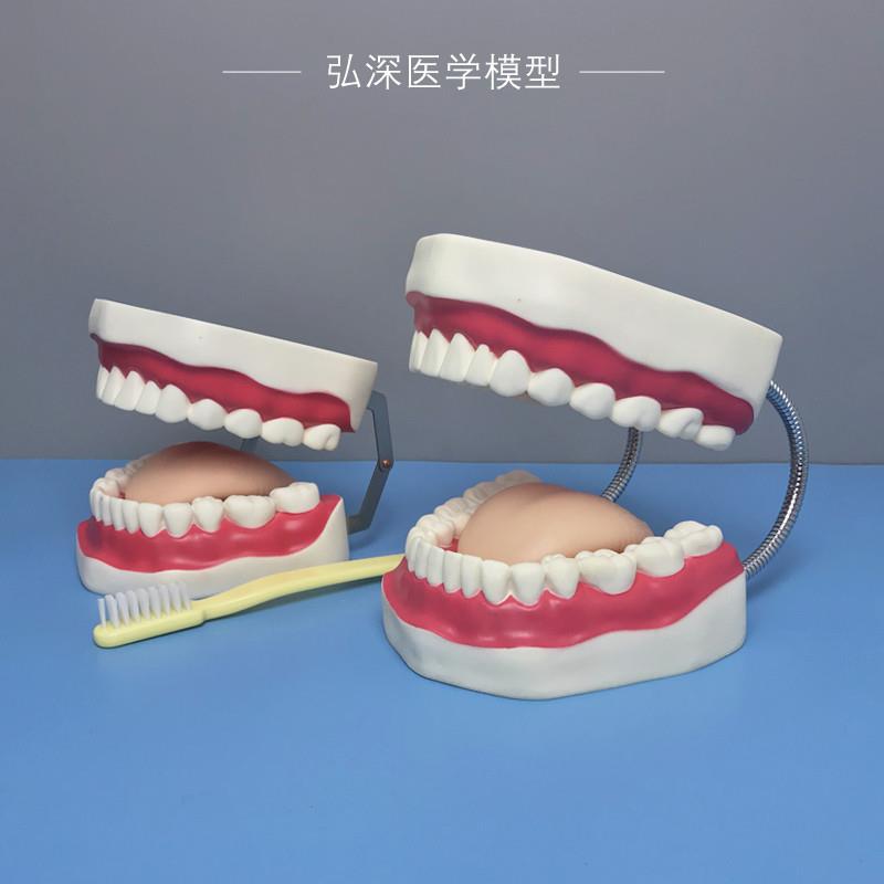 口腔护理a模型放大牙齿清洁假牙幼儿园儿童科学刷牙教学道具玩具