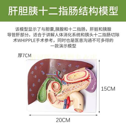 黄河胰腺模型肝脏十二指肠胆结I脾脏解剖胆囊解剖医学