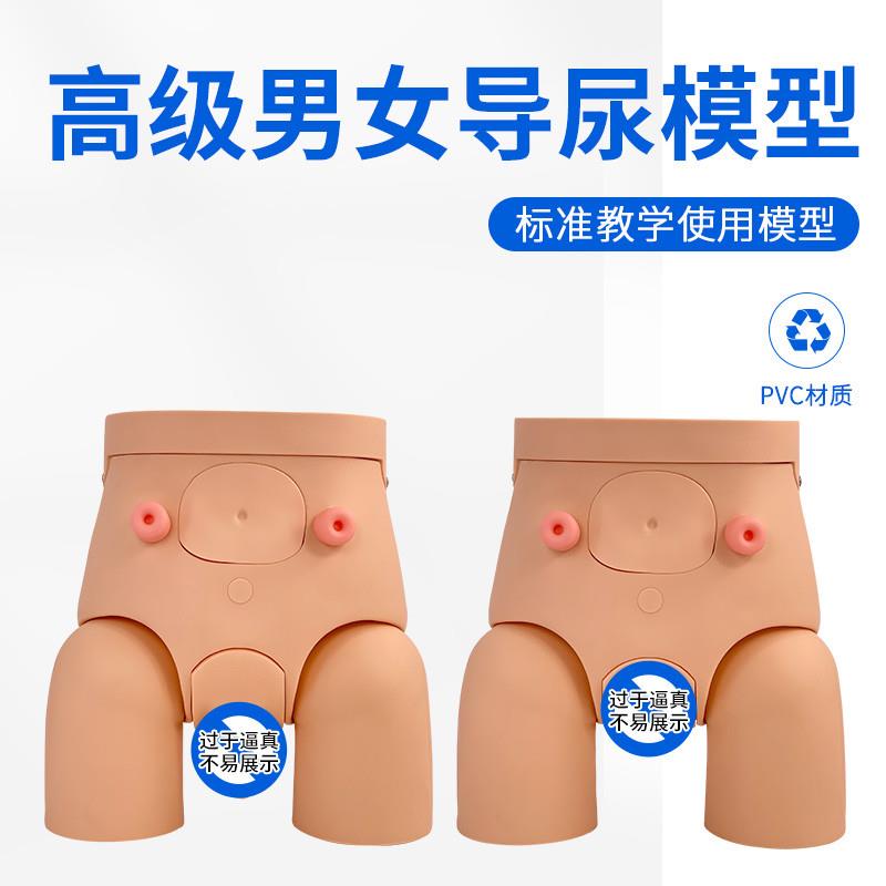 高级女性导尿训练模型导尿术练习模型灌肠模型T护理导尿教学模型