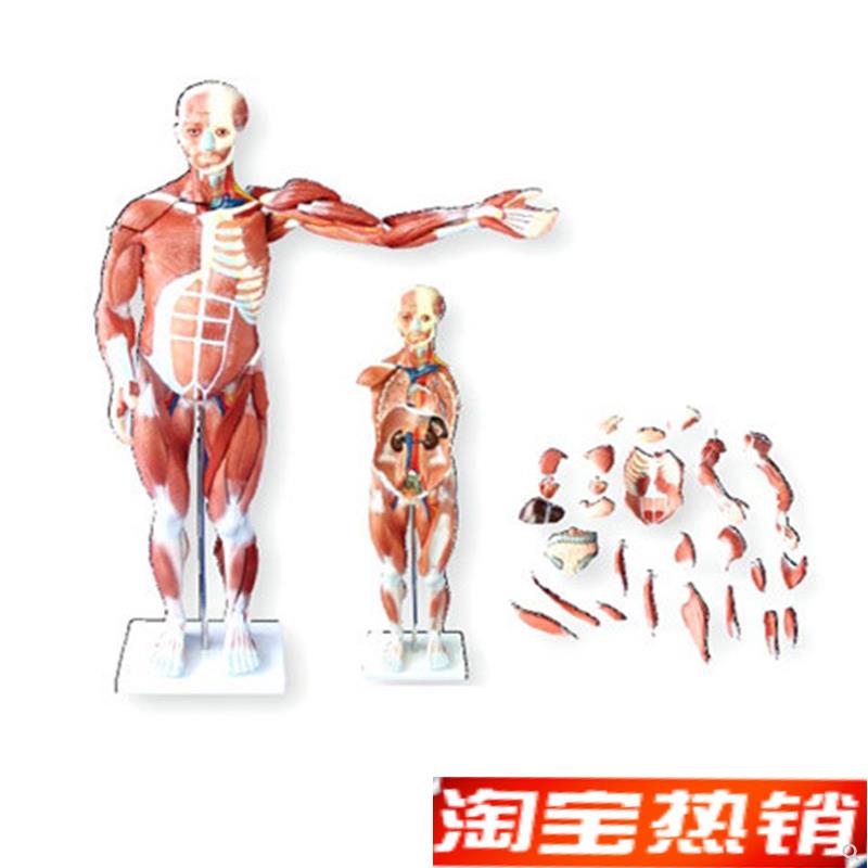 人体全身肌肉解剖模型80CM(27件可拆卸医用人体T肌肉解剖教学模型
