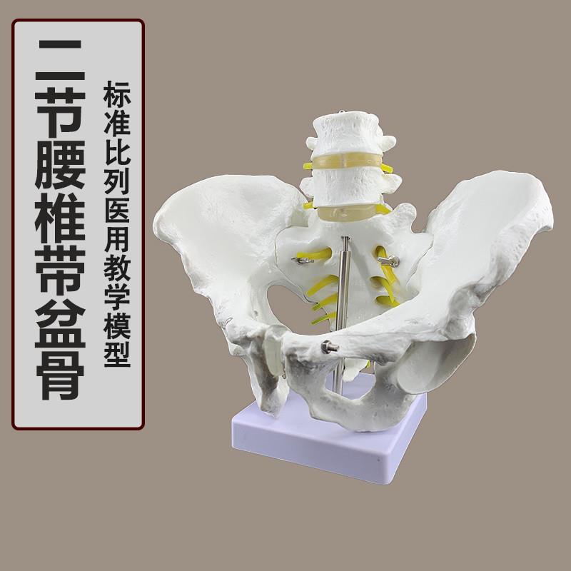 男性骨盆骨骼模型人体骨骼模型盆骨模型骨骼模U型男性骨盆模型