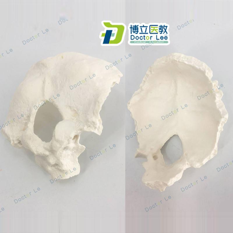 人体颈椎带颈动脉后枕骨椎间y盘与神经骨科模型枕骨模型骨骼标
