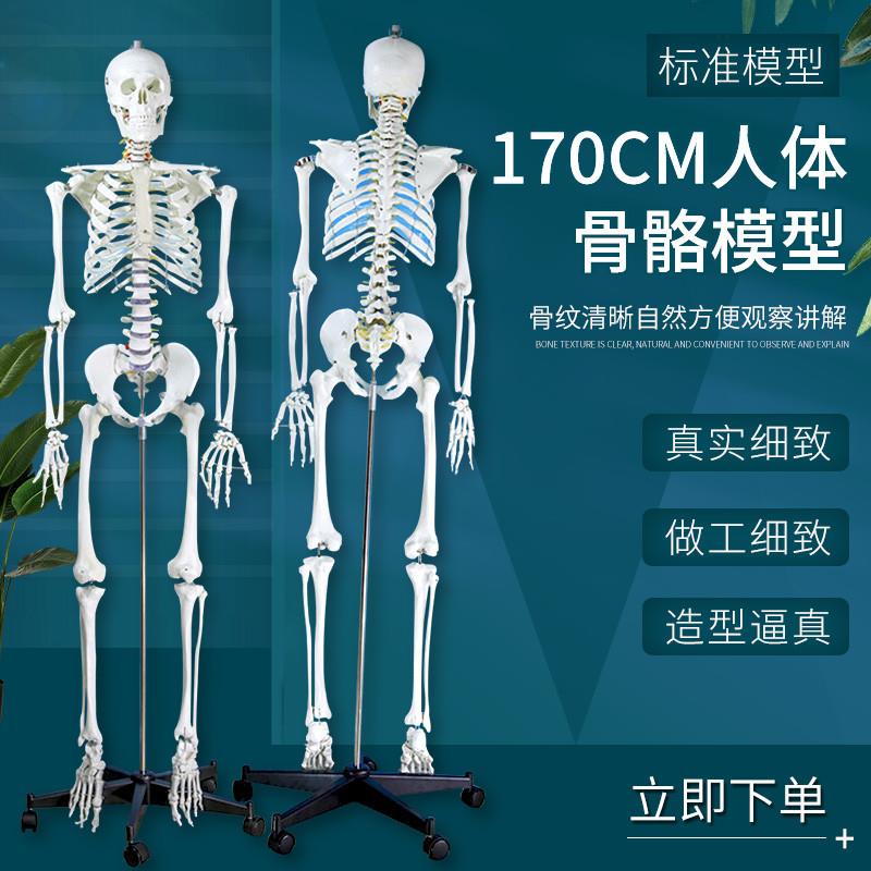 成人一比一人体骨骼模型170cm人体骨架标准P医学骷髅骨架解剖标本