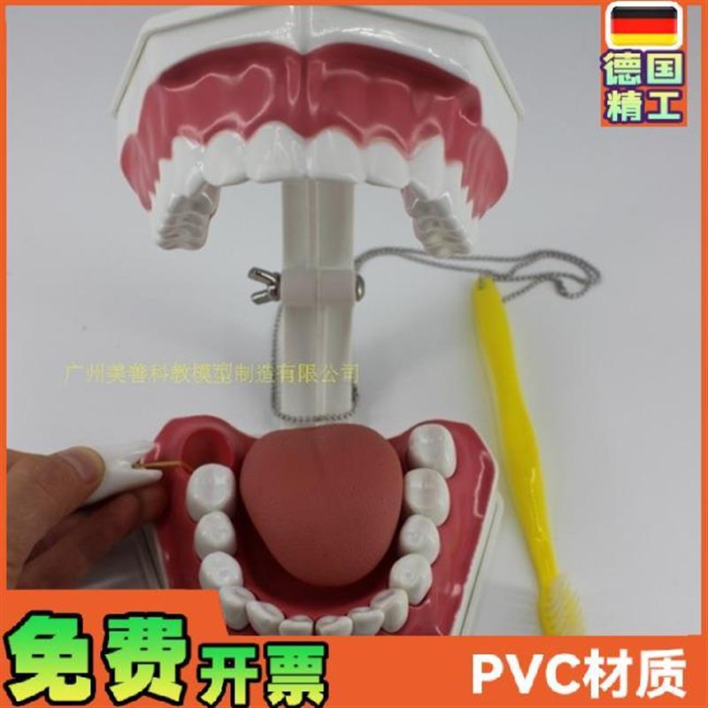牙齿模型儿童早教刷牙模型两倍大可拆K卸模型幼儿口腔教学模型