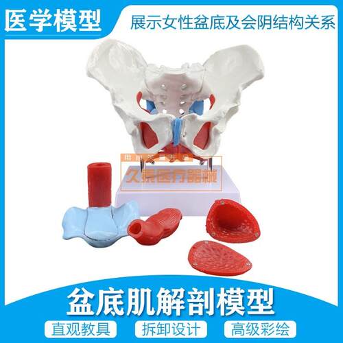 女性骨盆模型骨盆盆底肌模型子宫模型盆骨分U娩助产教学模具