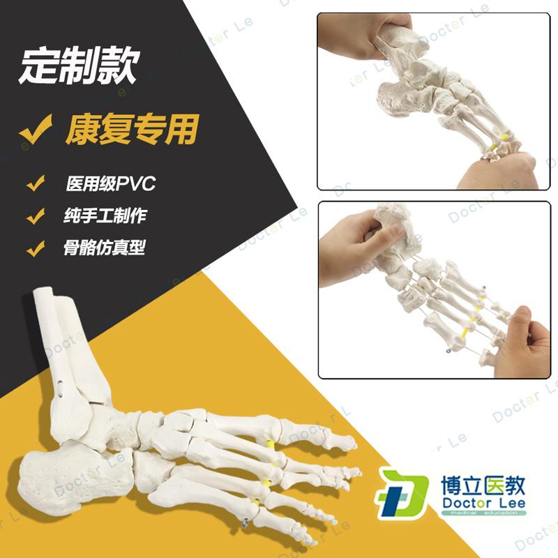 艺用美术高考医用脚关节模型足踝关节足N外科骨科标本骨骼仿真