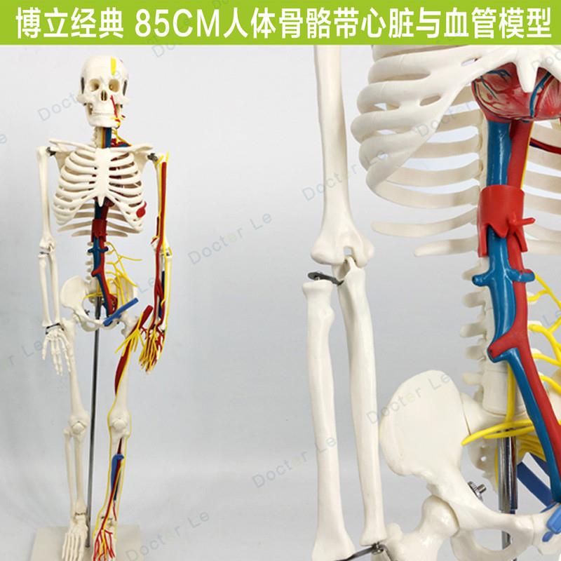 85cm人体骨骼模型带r心脏血管神经可拆卸骨架医用教学标本小针刀
