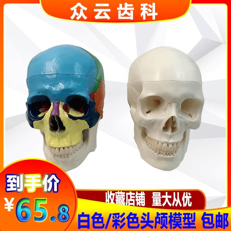人体头骨模d型1:1彩色头颅骨模型骷髅头模型可拆卸口腔模型包邮