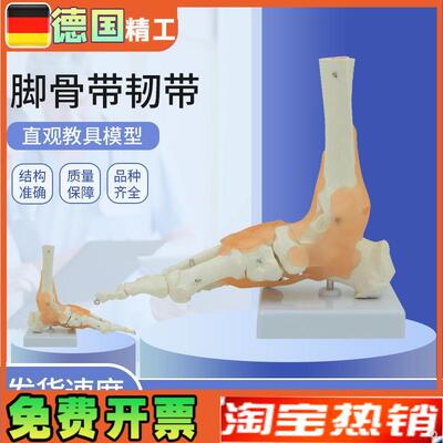 1:1脚关节g模型脚部骨骼足关节足骨脚骨模型踝关节解剖结构胫腓骨