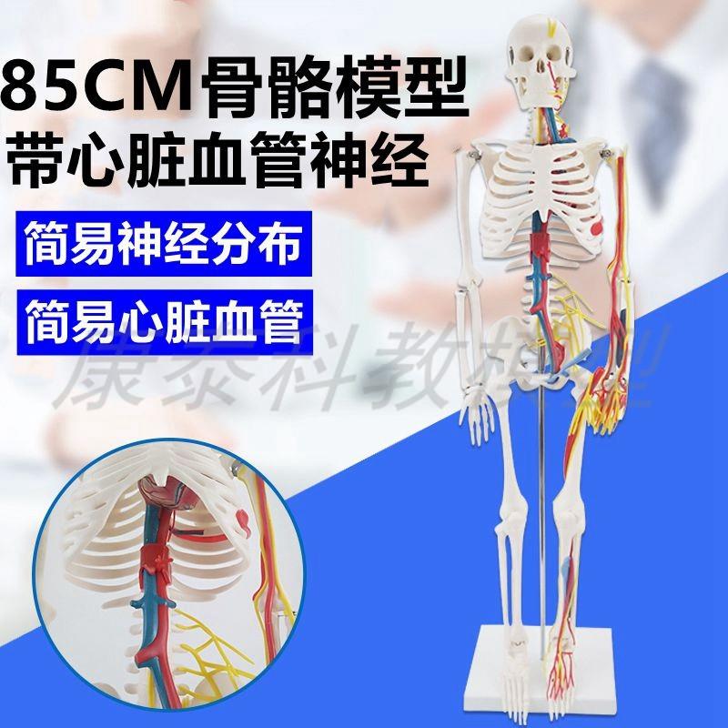 骨骼带神经模型仿真人体85厘米高全身肌肉标记Q四肢关节瑜伽美术