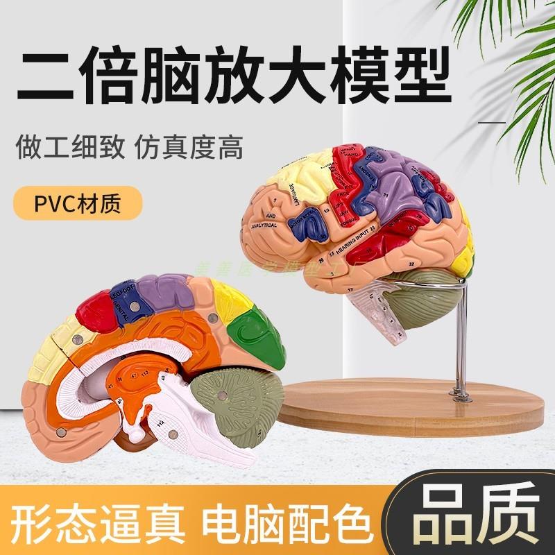 2倍放大脑功能h分区医学人体大脑解剖模型拆卸动脉血管颅底神经科