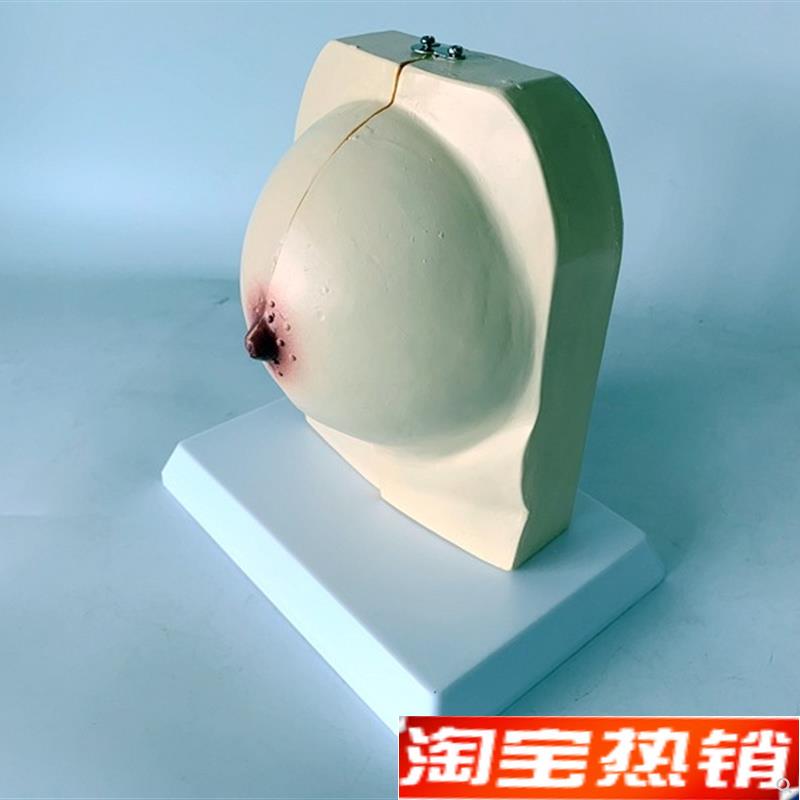 乳房模型胸模型胸l部解剖模型静止期哺乳期女性乳房结构造医学教