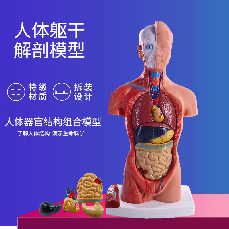人体模型28CM躯干人体内脏心脏解剖模型医学教具骨V骼儿童益智玩