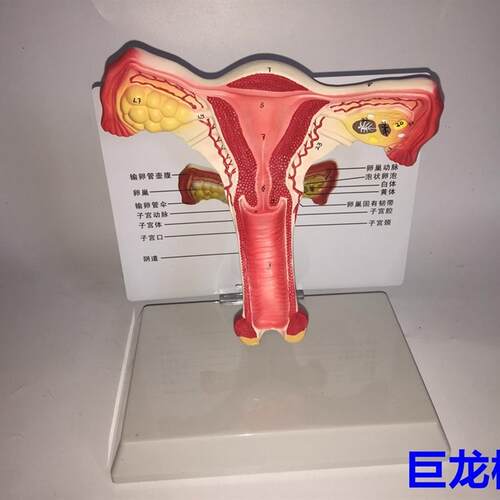 教学仿真子宫模型女性内生殖系统器官G解剖模型生殖结构模型带注