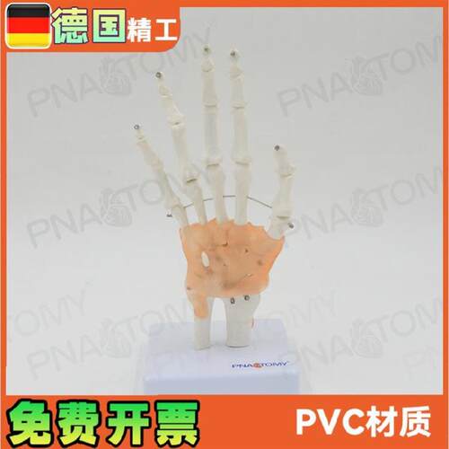 人体手关节模型手骨附韧带尺骨桡骨运动系统手腕骨V骼模型手足外