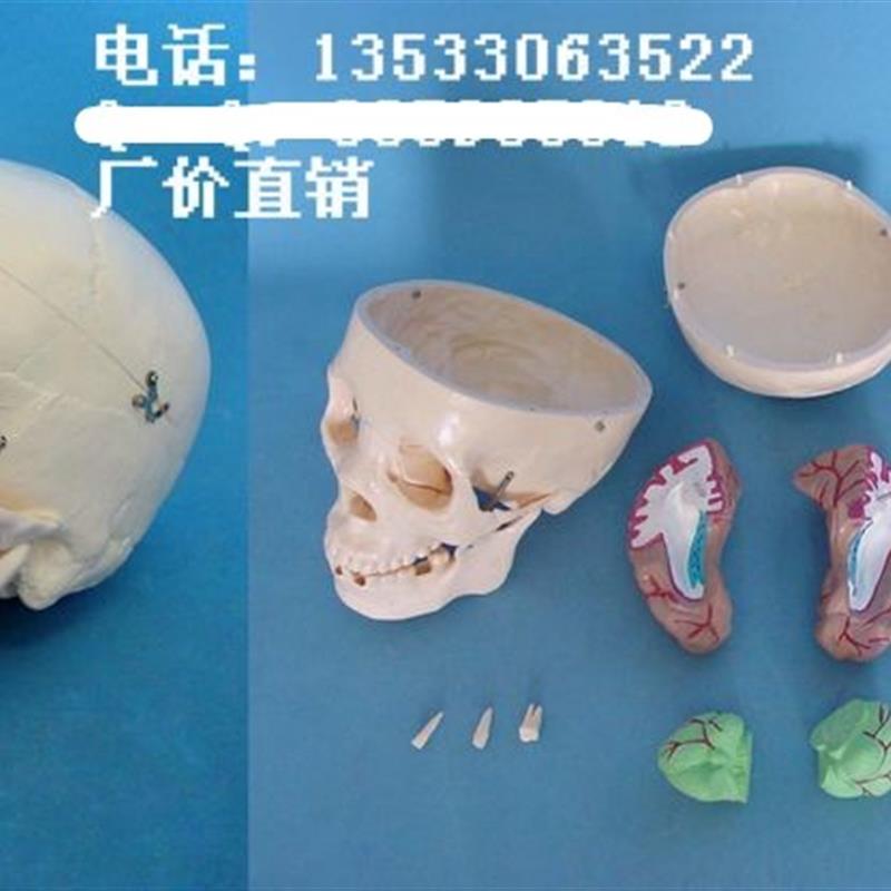 包邮1:1头j骨带脑模型人体骨骼益智骨架骷髅模型