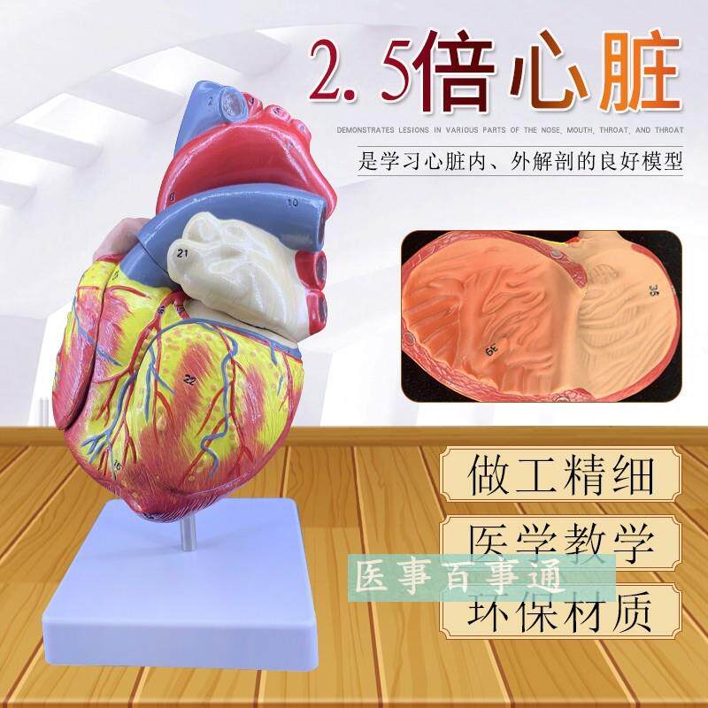 心脏解剖放大模型,内脏模型,心B脏示教模型,人体心脏结构模型包邮