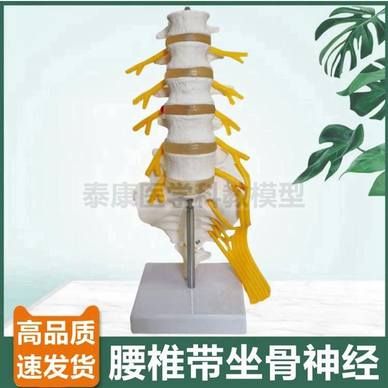 腰椎模型人体比例椎m间盘骶骨尾骨瑜伽康复功能正骨指压小针刀仿