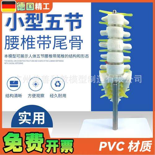 小型腰椎带d尾椎骨模型5节带腰椎间盘的腰椎、骶骨、尾骨和脊椎