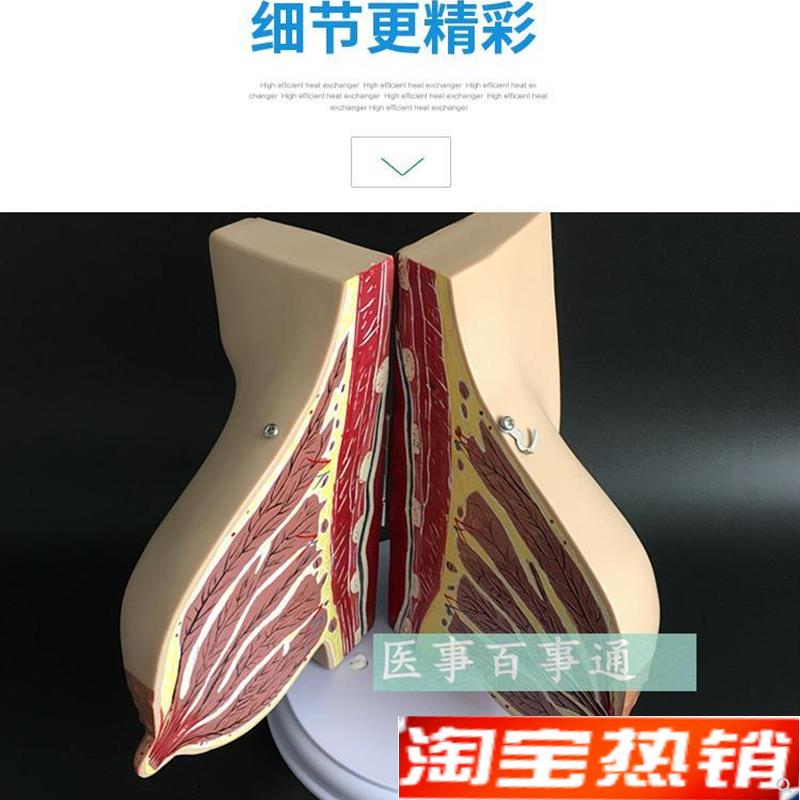 医学教学人体已孕女性乳房解剖义E乳模型人体解剖乳房模型包邮