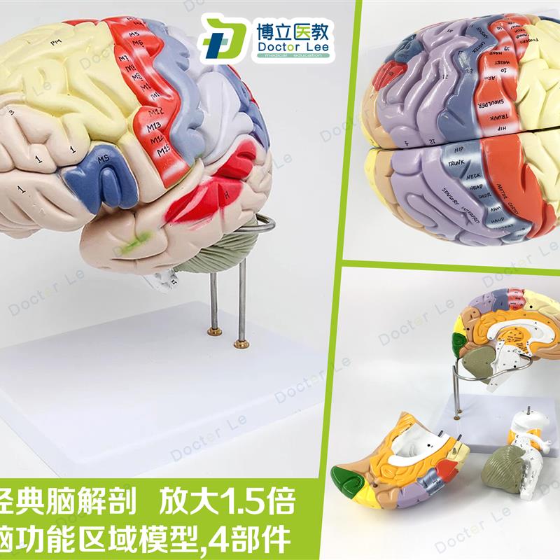 专业医学a人体大脑解剖模型脑功能放大1.5倍带标示教学脑科脑皮层