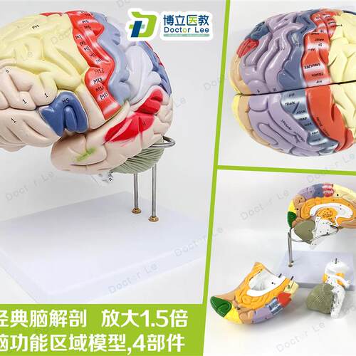 专业医学a人体大脑解剖模型脑功能放大1.5倍带标示教学脑科脑皮层