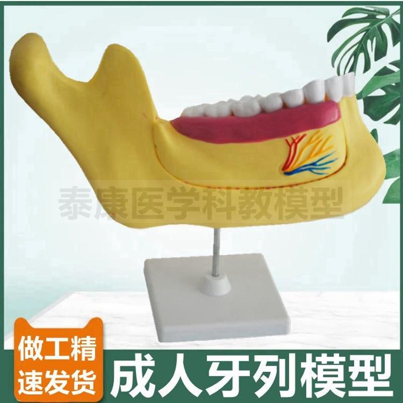 牙列模型磨牙牙龈解剖中小学生物课配G套口腔牙科牙医考试儿童牙