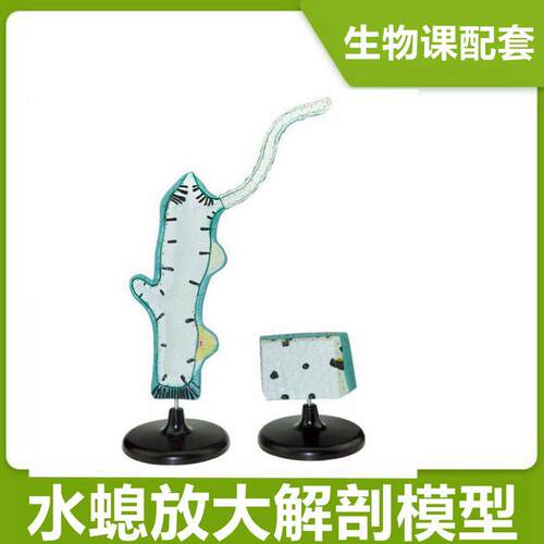 水螅模型中学生物课配套教具x腔肠动物多细胞无脊椎无芽体精巢淡