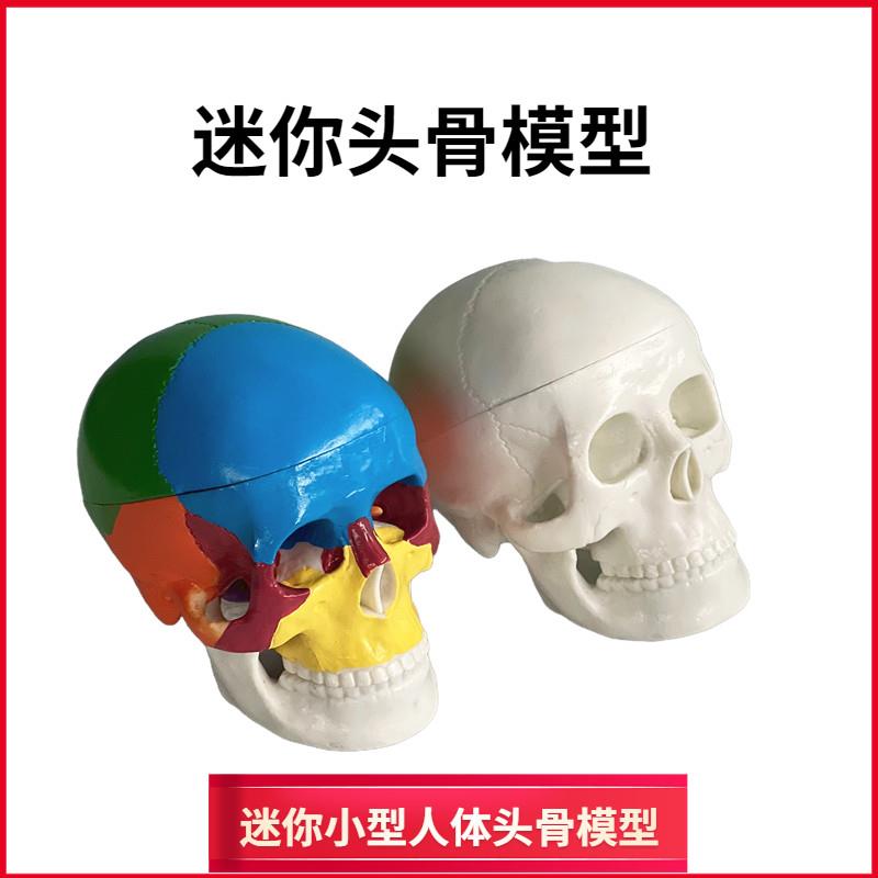 骷髅模型b人体头颅骨骼迷你彩色头骨可拆卸美术素描道具医学生教