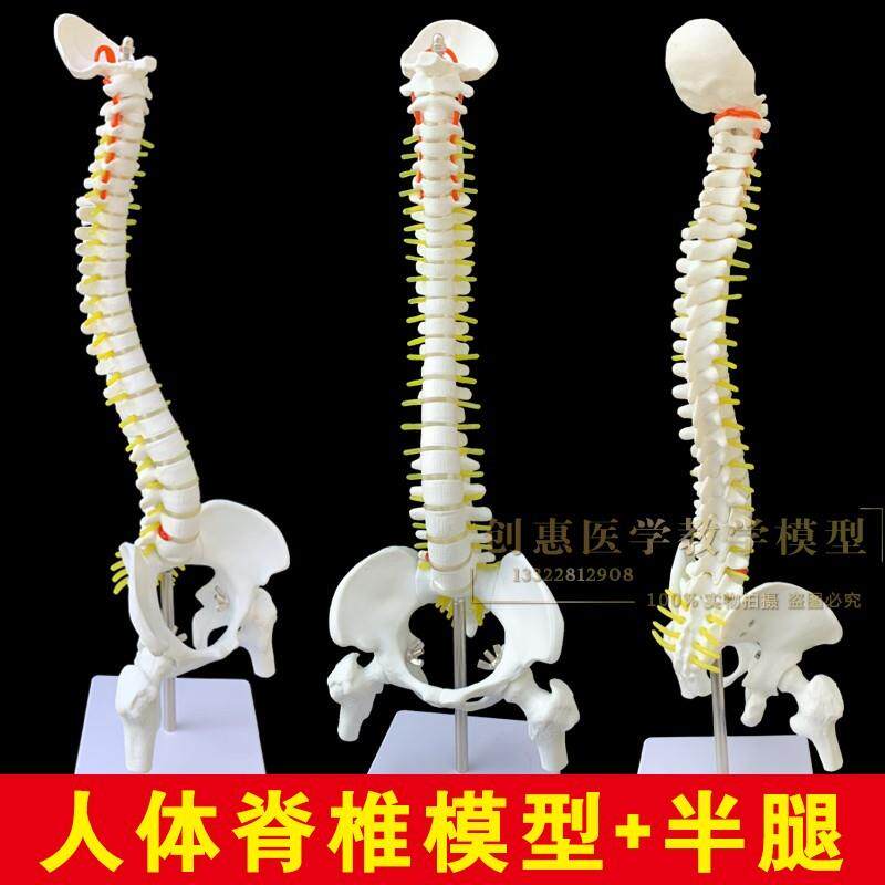 人体脊柱模型人体骨骼中型脊椎成D人带颈椎胸椎尾椎椎骨骨盆模型