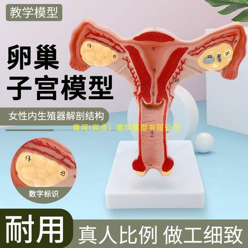 人体子宫卵巢阴道女性内外生殖器官解剖K模型生殖科妇科演示模型