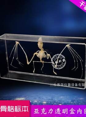 蝙蝠骨骼标本脊椎动物骨骼w标本教学收藏中小学幼教配套生物科普