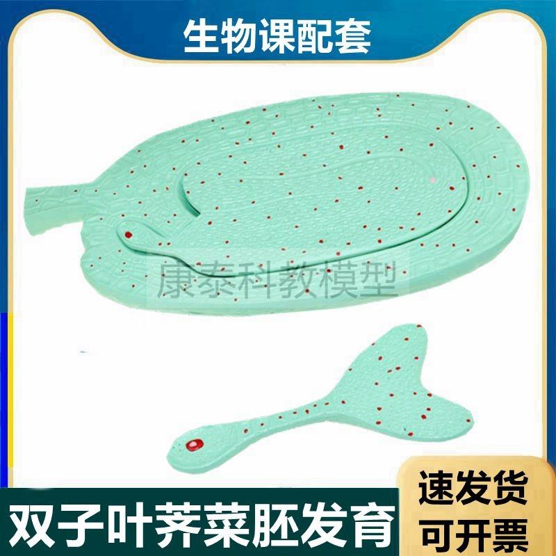 荠菜胚发育模型i生物课配套使用中学实验器材玉米种子植物芽结构