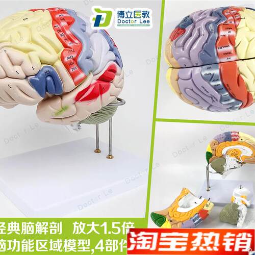 专业医学人体大脑解剖模q型脑功能放大1.5倍带标示教学脑科脑皮层