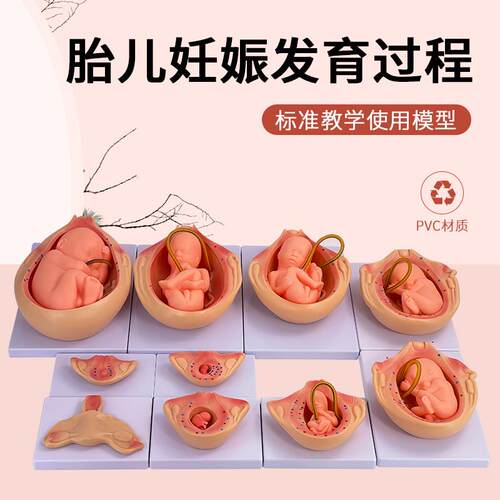 计生模型正常胎儿妊娠p发育过程/胚胎妊娠过程模型胎儿发育10个月