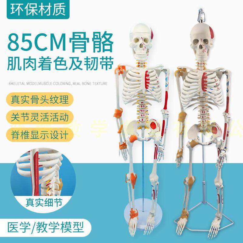 85CM人体骨骼带神经及肌肉着色椎J间盘韧带骨架脊柱医学模型