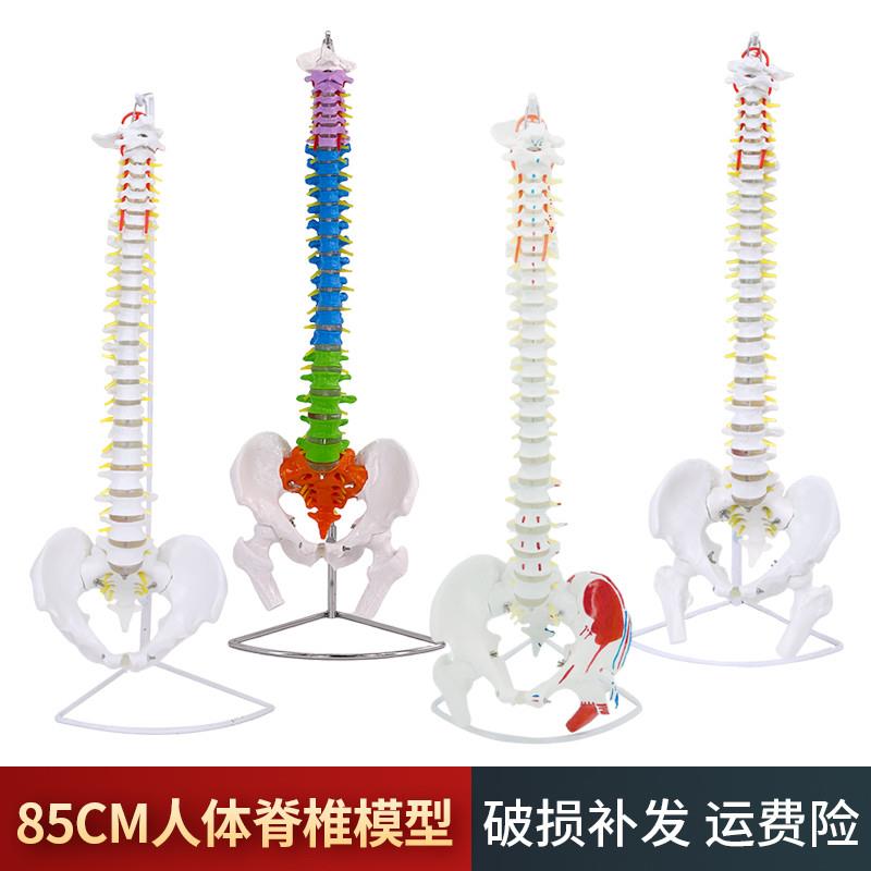 80CM人体脊椎腰椎带盆骨模型成O人医学正骨教学练习骨骼颈椎脊柱