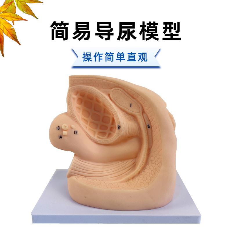 人体内外b生殖器解剖及女性性导尿模型男性泌尿系统生殖系统模型