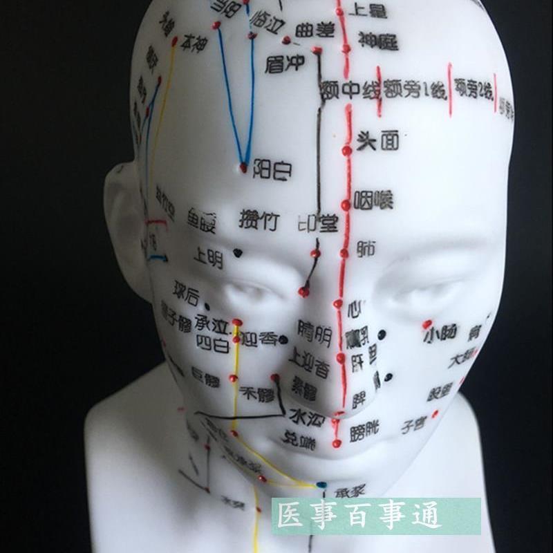 刻字工艺头部针灸穴位经络人体头部针灸L模型按摩针灸模型包邮